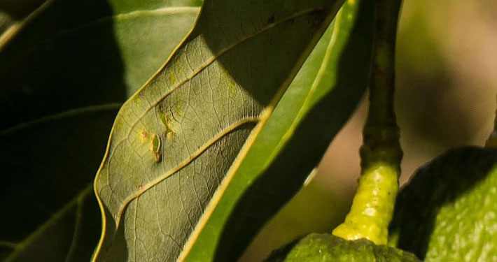 Pianta di avocado e foglie marroni - Inorto
