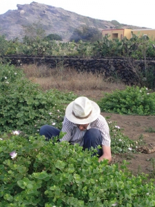 Raccolta dei capperi - InOrto