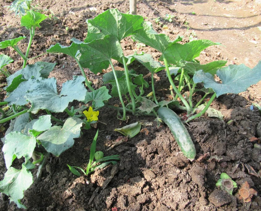 Cetrioli a terra - InOrto