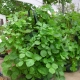 Fragole in vaso da appandere