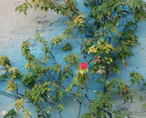 pianta-poltiglia-bordolese Pianta di rosa con preparazione di poltiglia bordolese - Inorto