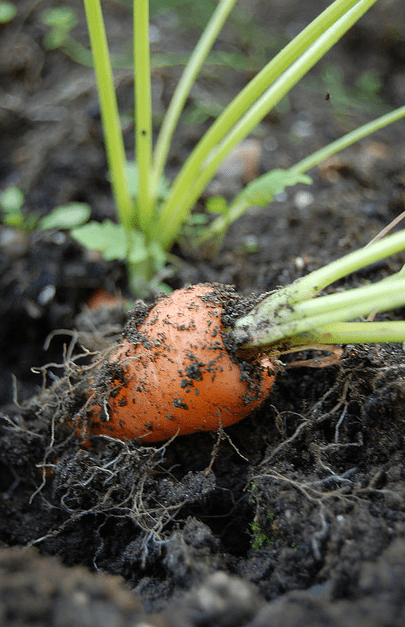 carota little finger