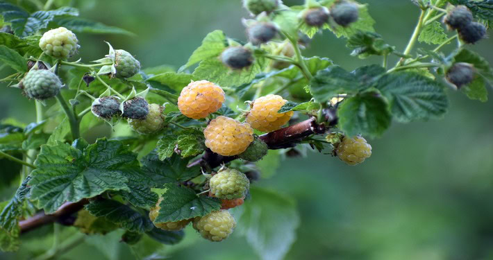 710x375 gialloo Varietà di lamponi gialli - InOrto