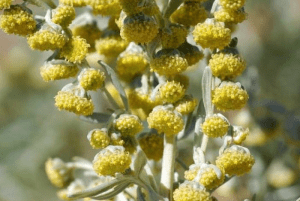 Fiori assenzio