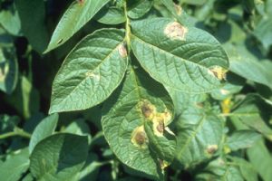 Peronospora e patata.