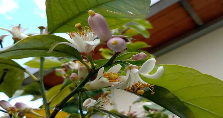 rid lim Zagare o fiori di agrume - InOrto