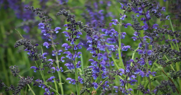 710x375fiori salvia Fiori di lavanda - InOrto