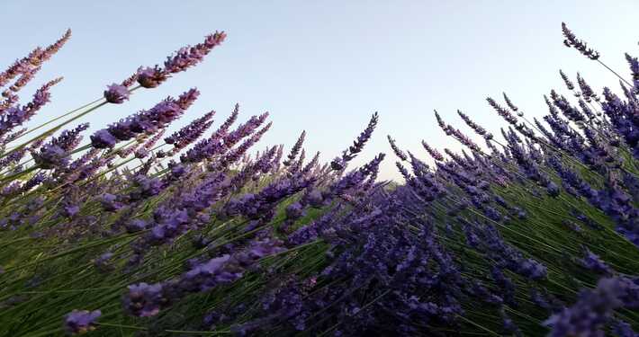 lav1 Spighe di lavanda fiorite -InOrto