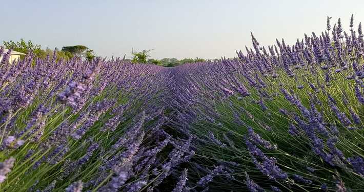 lav2 Piante di lavanda - InOrto