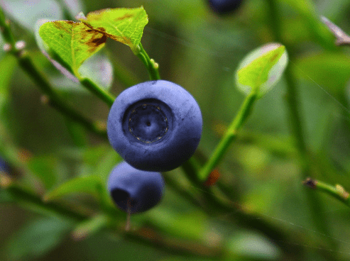 Come coltivare mirtilli - Inorto