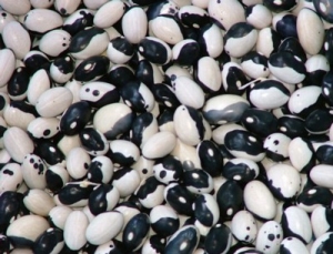 Phaseolus lunatus cv. “Starazagorsky”