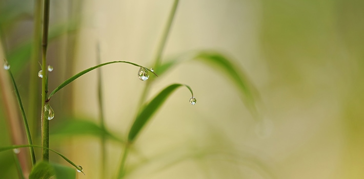 710_375_inorto_bonduelle_domande-risposte_bamboo_02 Bamboo: cosa fare se sta ingiallendo in acqua - Inorto