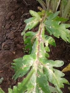 foglia carciofo rovinata