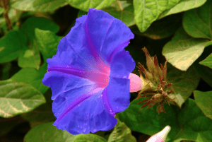 Fiori dell'ipomea - Inorto