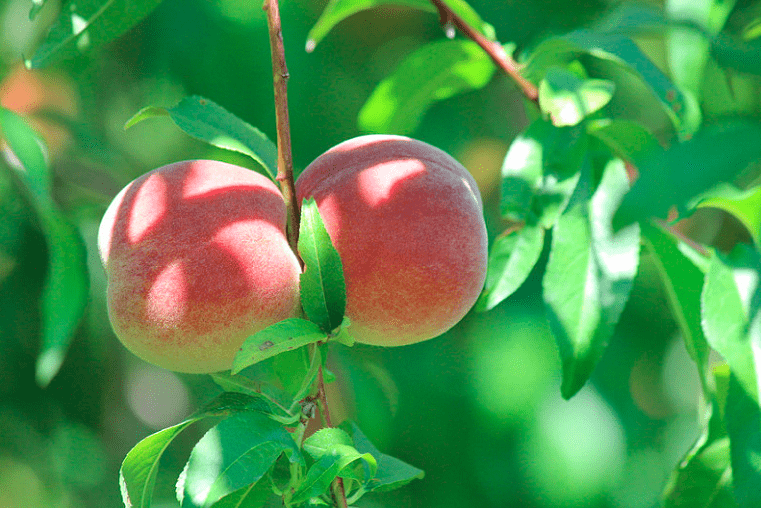 fruttificazione-albero-pesco Fruttificazione dell’albero di pesco - Inorto