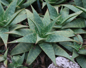 Pianta di aloe maculata in terra - Inorto