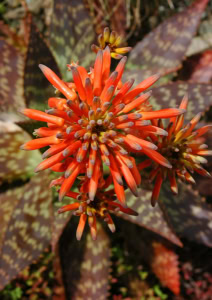 Fiore di aloe maculata - Inorto 