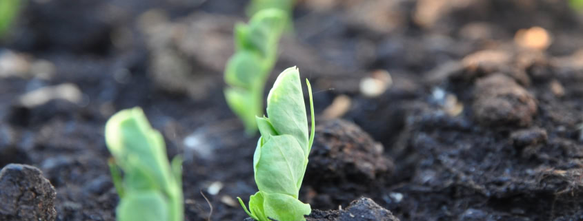 piselli germinati - InOrto