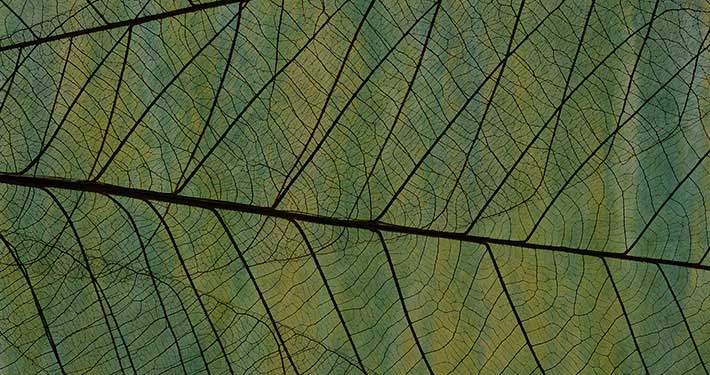 PIANTE E ALBERI DA FRUTTO