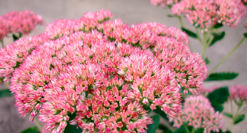 Fiori dell’erba della madonna - Inorto
