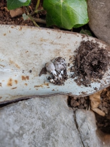 funghi orto