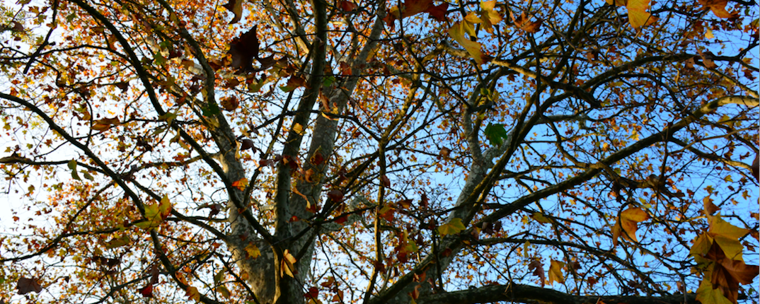 https://inorto.cldqlf.bonduelle.com/wp-content/uploads/2022/12/Alberi-e-Fabio-Clauser-InOrto.png