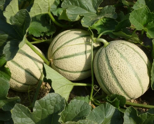 Melone retato coltivazione varietà retata di melone