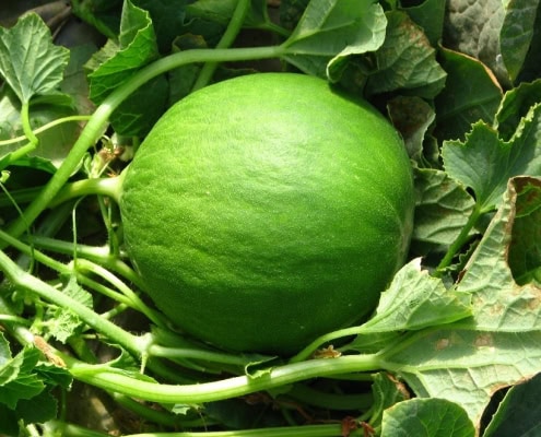 carosello barattiere varietà di carosello simile al cetriolo