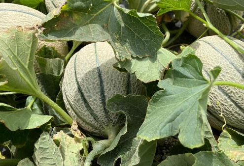 coltivazione melone tecniche di coltivazione melone
