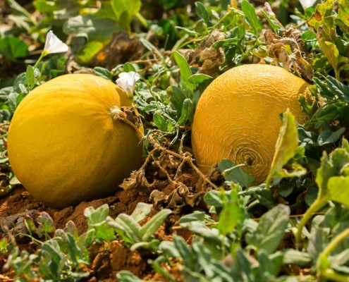 melone giallo Coltivazione melone giallo