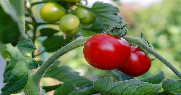 Grappolo di pomodori - InOrto