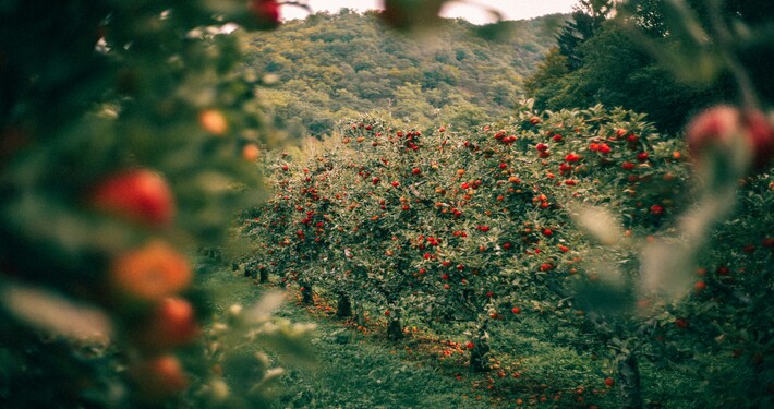 710x375 bucolica Frutteto con alberi di melo - InOrto