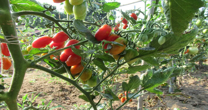 Marciume apicale nei pomodori datterini - InOrto
