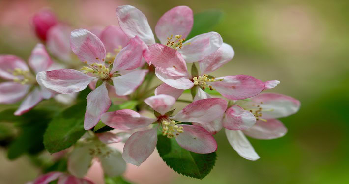 710x375 fiori Fiori dell’albero del melo - InOrto