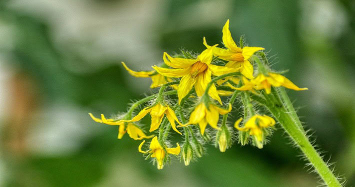 Fiori pomodoro - InOrto