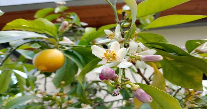 710x375 limon con f Gommosi: pianta di limone - InOrto