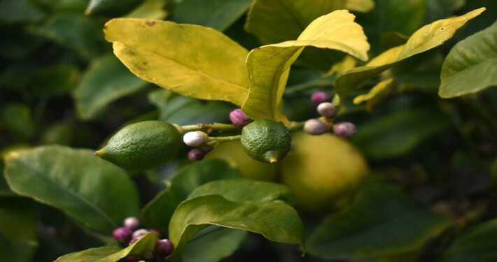 710x375 limone Gommosi del limone - InOrto