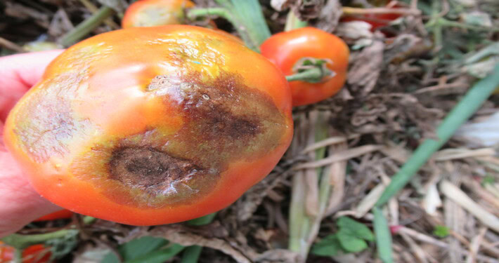 Peronospora su un pomodoro - InOrto