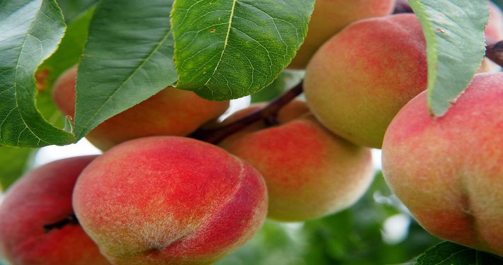 710x375 peschi Gommosi in alberi da frutto: pesco - InOrto