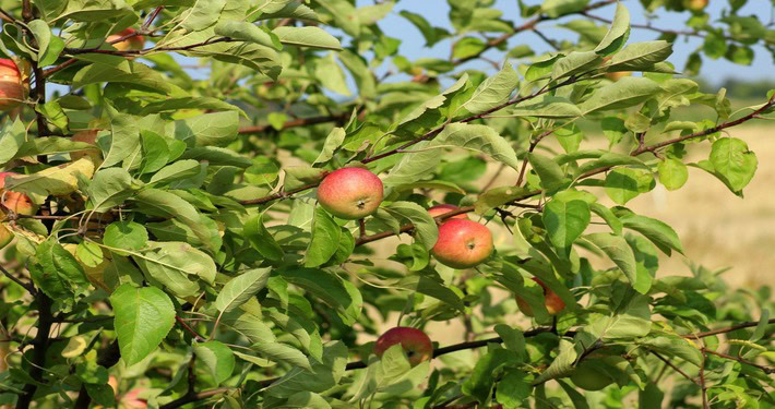710x375 pianta Albero di melo con frutti - InOrto