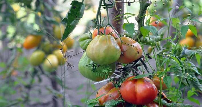 Pomodori cuori di bue - InOrto