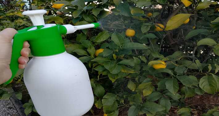 710x375 spruz Trattamento della gommosi negli alberi da frutto - InOrto