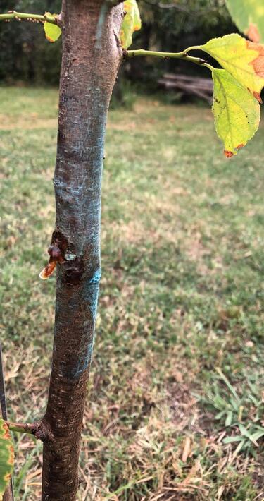 710x375gommosi111 Gommosi su albero da frutto - InOrto