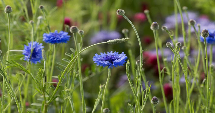 cornflower-3542066_1920 (1) Fiordaliso - InOrto