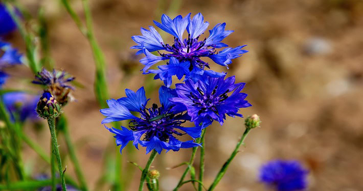 cornflower-5363275_1920 (1) Fiordaliso azzurro - InOrto