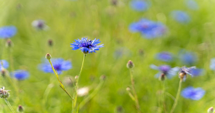 cornflower-7234176_1920 (1) Fiori di fiordaliso