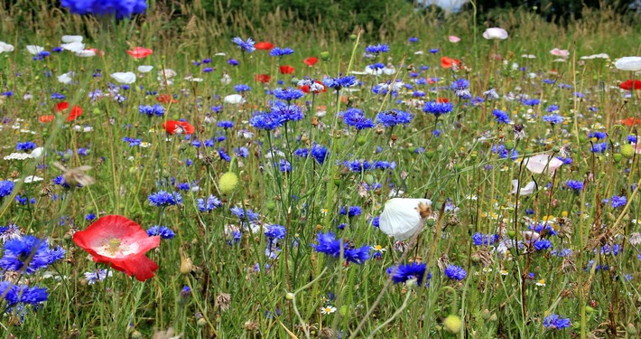 cornflowers-185787_1920 (1) Fiordaliso nel prato fiorito - InOrto