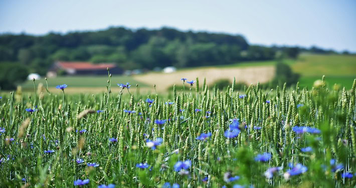 fields-5180203_1920 (1) Fiordaliso in mezzo al grano - InOrto