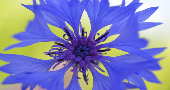 flower-49221_1920 (1) Un fiordaliso - InOrto