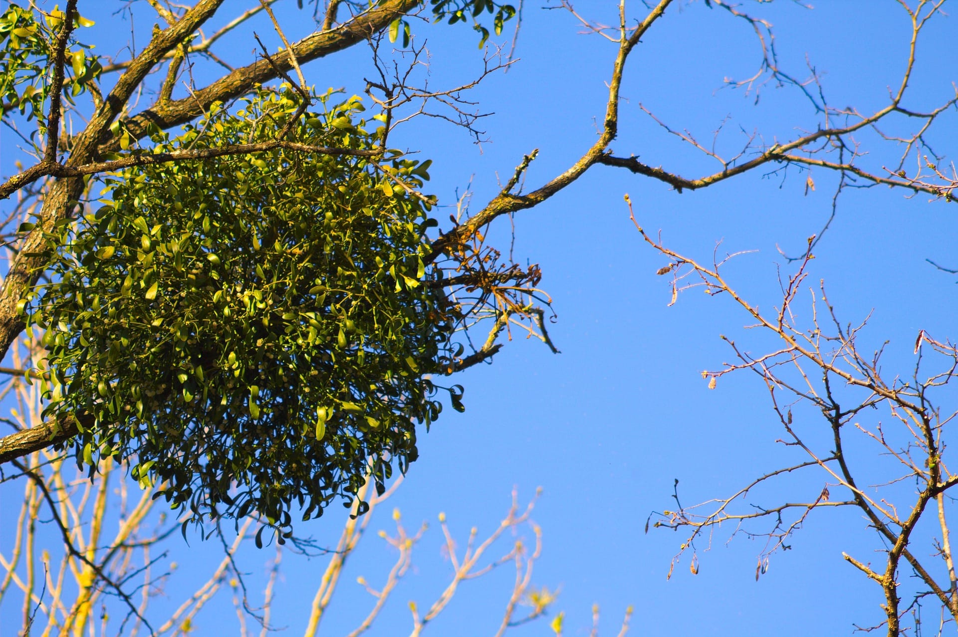 mistletoe-2226023_1920 Vischio su un ramo di albero - InOrto